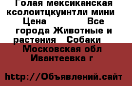 Голая мексиканская ксолоитцкуинтли мини › Цена ­ 20 000 - Все города Животные и растения » Собаки   . Московская обл.,Ивантеевка г.